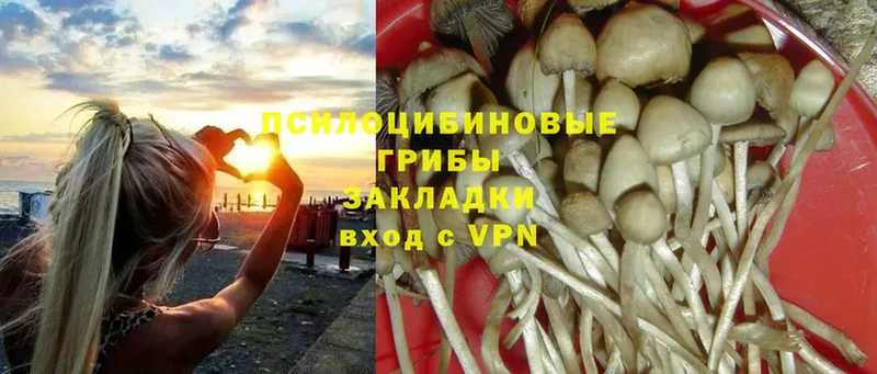 купить закладку  Алексин  Галлюциногенные грибы Psilocybe 